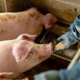 瓜生豚の魅力とこだわりを解説！愛知県田原市から届くブランド豚の魅力とは