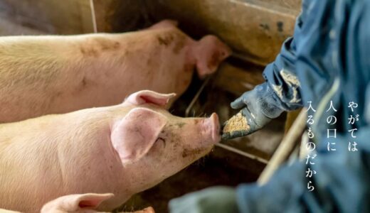 瓜生豚の魅力とこだわりを解説！愛知県田原市から届くブランド豚の魅力とは