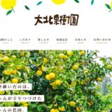 土佐文旦や柚子のお取り寄せなら大北果樹園｜高知・安芸で育つ柑橘の魅力