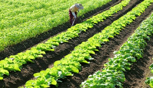 「群馬須賀農園」は生産者の顔が見え産地直送で新鮮な野菜が購入できおすすめ！