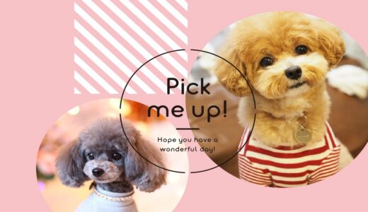 吹田市・宝塚市・豊中市・西宮市エリアで評判のペット服！ドッグウェアなら「Pick me up!」の通販で！