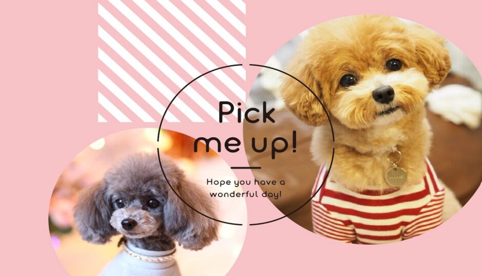 ペット服なら「Pick me up!」